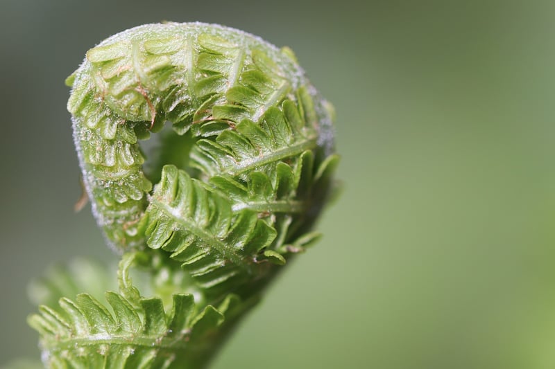 Boston Fern