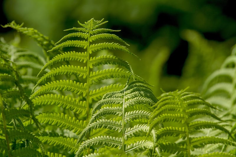 Fern in partial shade