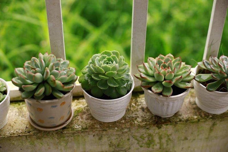Succulents in sunlight