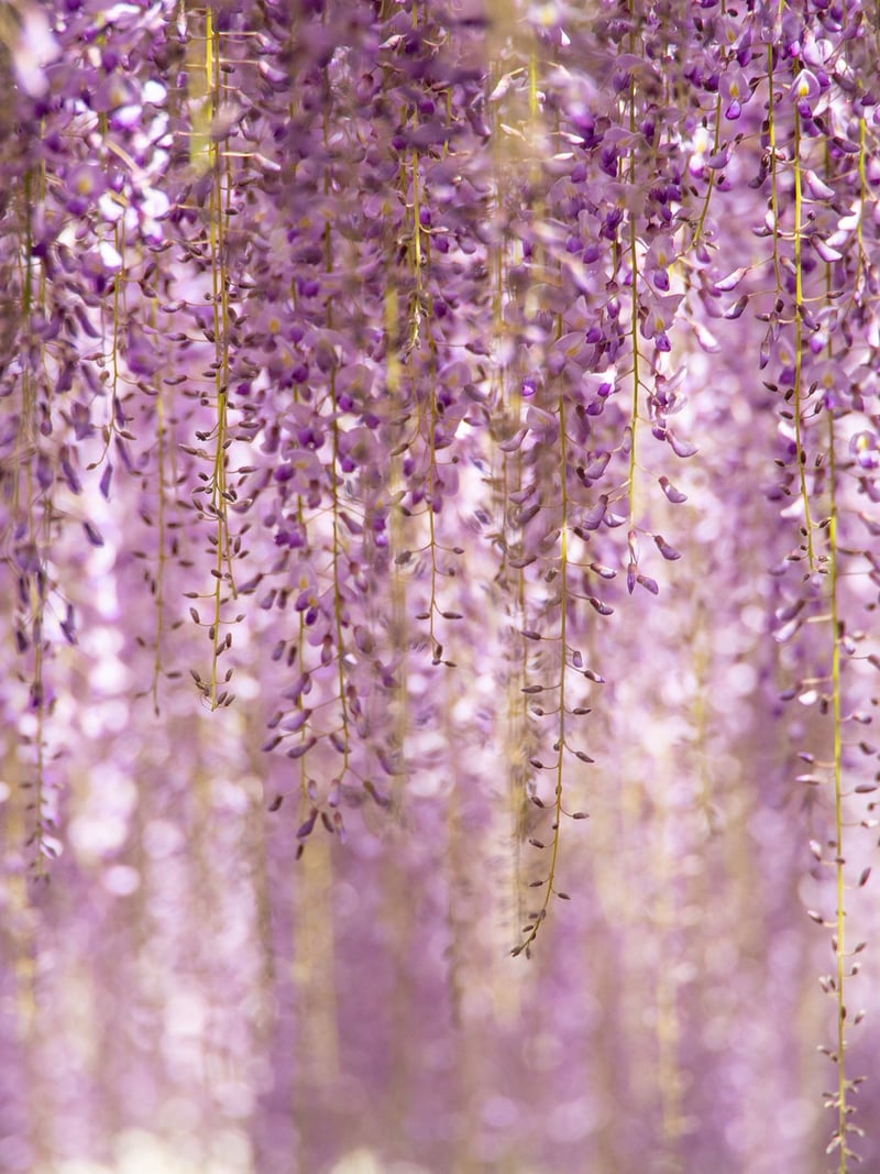 Vertical Garden Wall